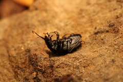 Sphaeroderus