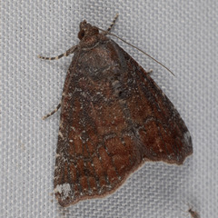 Amyna bullula