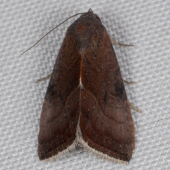Galgula