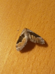 Xanthorhoe quadrifasiata