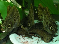 Caligo brasiliensis