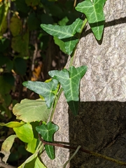Hedera