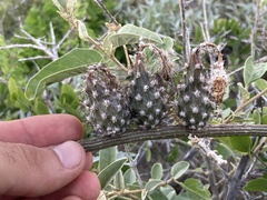 Peniocereus striatus