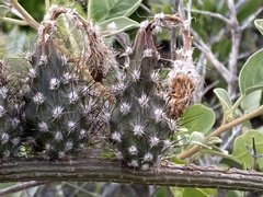 Peniocereus striatus