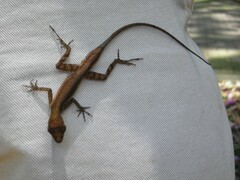 Anolis humilis