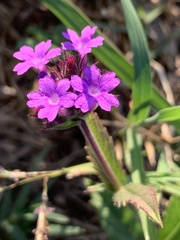 Verbena rigida