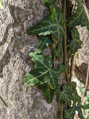Hedera