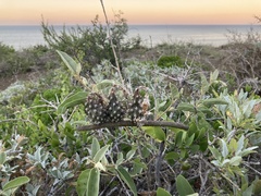 Peniocereus striatus