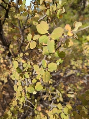 Amelanchier utahensis