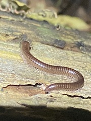 Parajulidae