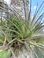 Tillandsia stricta