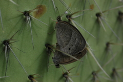 Cissia rubricata pseudocleophes