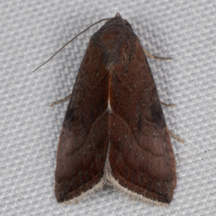 Galgula