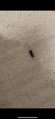 Stenomorphus californicus
