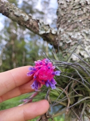 Tillandsia stricta