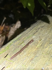 Parajulidae