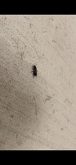 Stenomorphus californicus