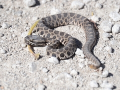 Sistrurus tergeminus