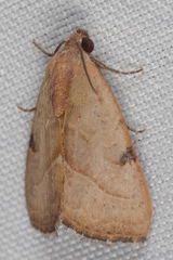 Galgula