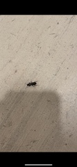 Stenomorphus californicus