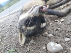 Procyon cancrivorus