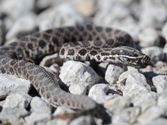 Sistrurus tergeminus