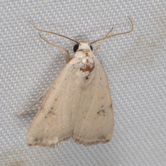 Micrathetis