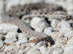 Sistrurus tergeminus