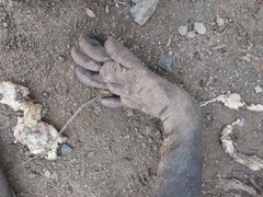 Procyon cancrivorus