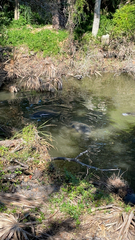 Trichechus manatus latirostris