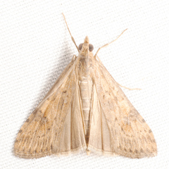 Nomophila
