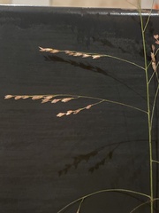 Panicum virgatum