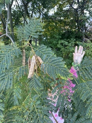 Albizia julibrissin