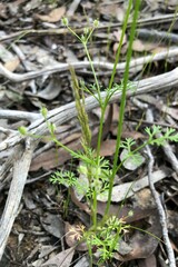 Daucus glochidiatus