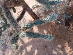 Cylindropuntia fulgida