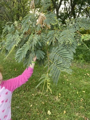 Albizia julibrissin