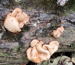 Trichoderma peltatum