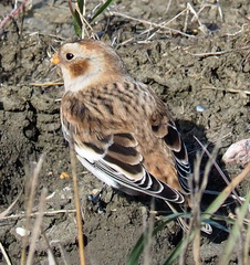 Plectrophenax nivalis