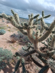 Cylindropuntia fulgida