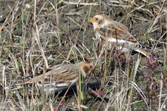 Plectrophenax nivalis