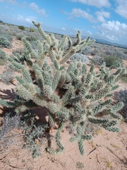 Cylindropuntia fulgida