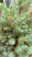 Pinus