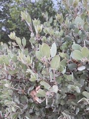 Arctostaphylos canescens