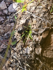 Schistocerca alutacea