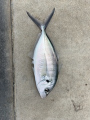 Pseudocaranx georgianus