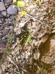 Schistocerca alutacea