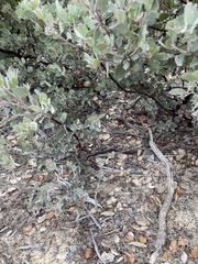 Arctostaphylos canescens