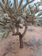 Cylindropuntia fulgida
