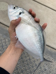 Pseudocaranx georgianus