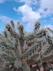 Cylindropuntia fulgida